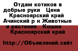 Отдам котиков в добрые руки › Цена ­ 0 - Красноярский край, Ачинский р-н Животные и растения » Кошки   . Красноярский край